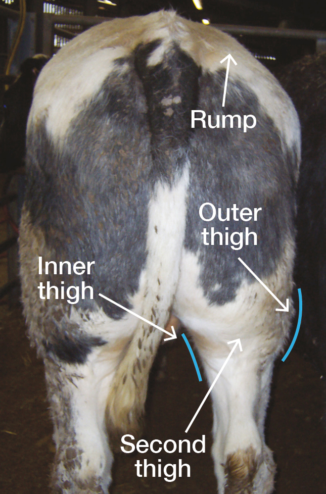 Image of a beef cow's hindquarters with markings on to show rump, inner thigh, outer thigh and second thigh. 
